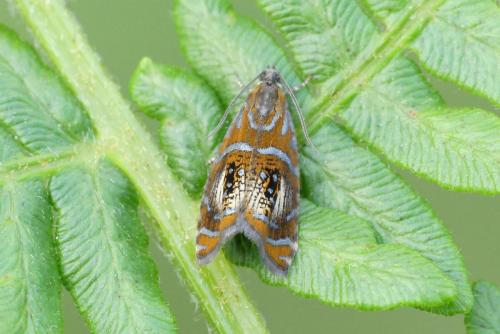 Réf. 231 314 : Olethreutes arcuella